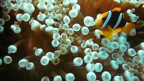 Clown fish home life