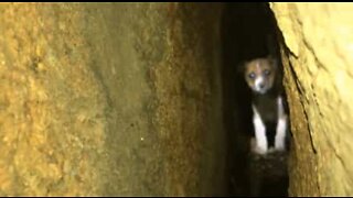 Hundvalp räddad efter ett 40-timmar långt räddningsförsök