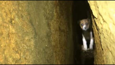 Hundvalp räddad efter ett 40-timmar långt räddningsförsök