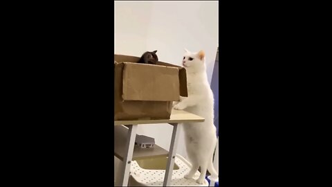 Funny 😺,,, please follow for more videos