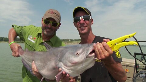 Big Blue Cats from Kansas