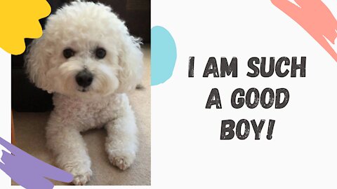 Perfectly Trained and Behaved Bichon Frise Dog