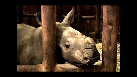 Rare Baby Rhino Surprise