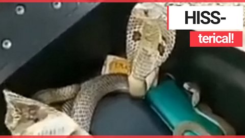 Biker gets a fright when he lifts his scooter seat and finds three COBRAS