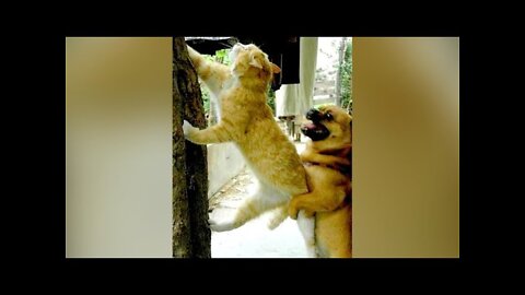 Funny Dogs and Cats On Summer Holidays - Best Cute And Funny Animal Videos 😻😹