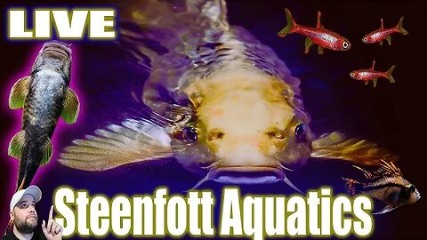 Steenfott Aquatics Fish Tank Q&A