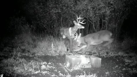 Whitetail buck completely destroys decoy deer
