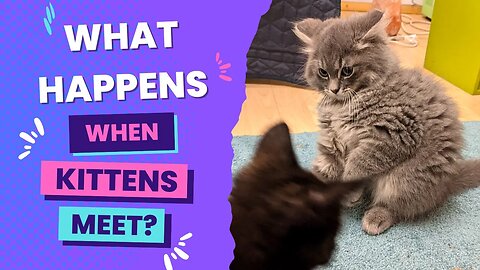 What Happens When Kittens Meet? Tortoiseshell & Floof