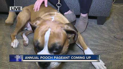 Pooch Pageant Boise 2018 benefits Idaho Humane Society