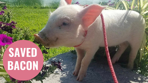 Piglet destined for the SLAUGHTER HOUSE finds new home on idyllic ranch