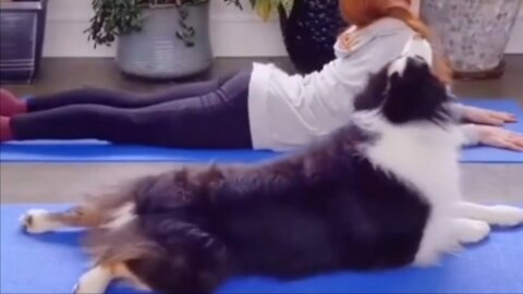 AMAZING! Dog doing perfect Yoga 😱