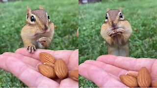 Square took all the nuts 🐿️🥜