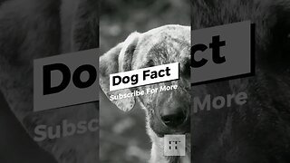 Dog Facts - I Bet You Don't Know 🐶🐩🐕🦴#dogs #doglovers #dogfacts #dogsofinstagram #dogshorts #shorts