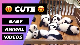 The Cutest Baby Animals In The World 🔴 1 Minute Animals