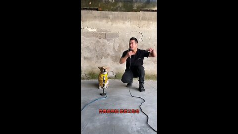 can your dog sing like this