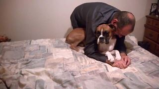 Boxer Dog Hides When Woman Tries To Scold Him
