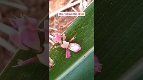 orchid mantis 💗