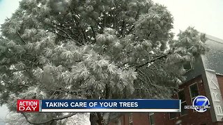 Taking care of your trees