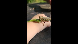 Holding a Grasshopper while it eats a green bean