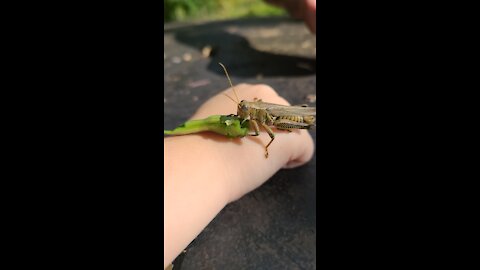 Holding a Grasshopper while it eats a green bean
