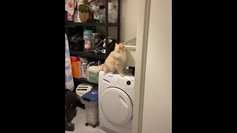 cat on top of the washing machine
