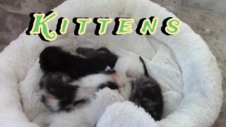 We Named All The Kittens! 😻