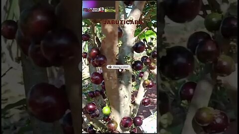 Jabuticaba #caninana #bananaplantcare #canoasrs #shorts