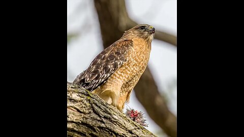 Red-Shouldered Hawk, Sony A1/Sony Alpha1