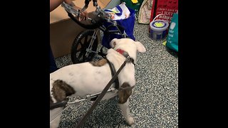 Disabled dog excited for brand new wheelchair