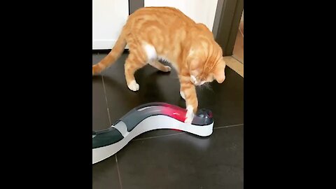 Kitten plays with high tech cat toy