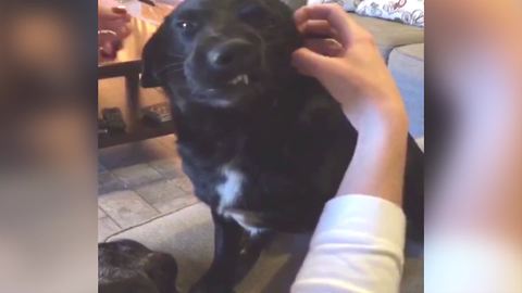 A Dog Makes Funny Faces When His Lady Owner Rubs His Ears