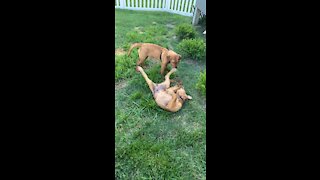 Golden Retriever and Red Lab Playing!