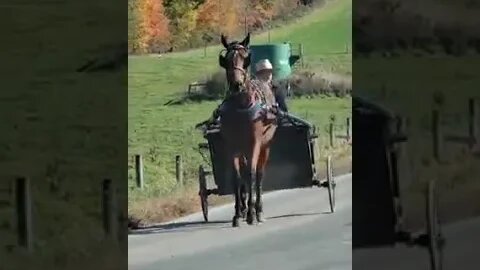 Amish Boy Driving Horse