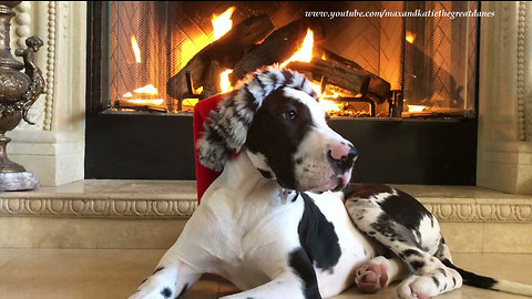 Puppy poses with Santa hat for Christmas photos