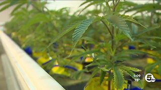 Ohio Republicans split on Nov. marijuana legalization