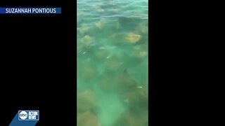 Dozens of stingrays swimming off Anna Maria Island
