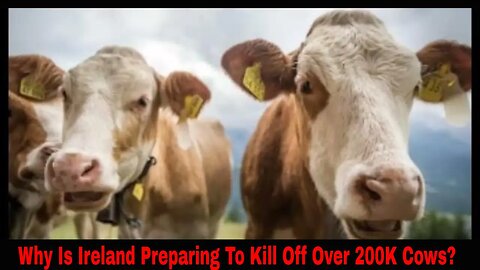 Why Is Ireland Preparing To Kill Off Over 200K Cows?