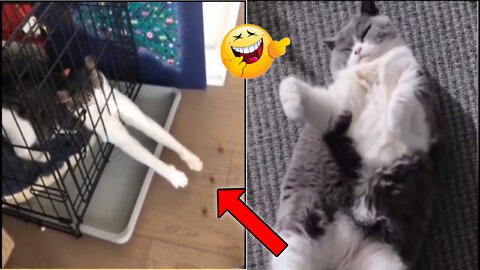 Do you love cat funny video ha 😀😅🙂