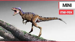 Tiny ancestor of king of the dinosaurs discovered