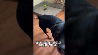 Rottweiler takes everything too literally!!!