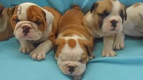 Bulldog Puppies 😍 Cute Bulldog Puppy Videos