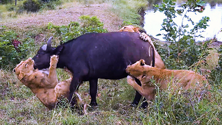 Buffalo Mourn Dead Female After Lion Attack | SNAPPED IN THE WILD