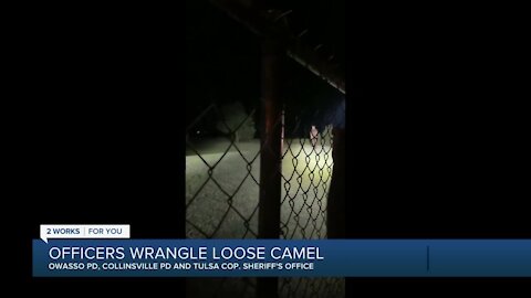 Officers wrangle loose camel