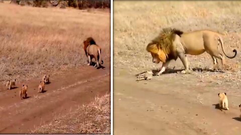 Lion vs baby lion cute puppy