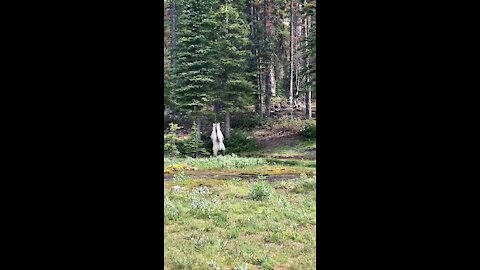 Extremely rare white grizzly bear