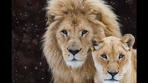 Pair of Lionesses Walking Together