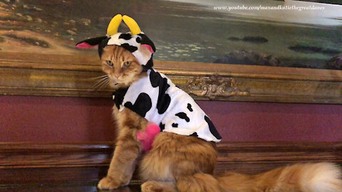 Cat looks "udderly" fantastic In Halloween cow costume
