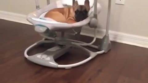 French Bulldog puppy naps in baby's swing