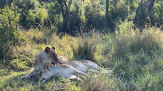 Lions grooming