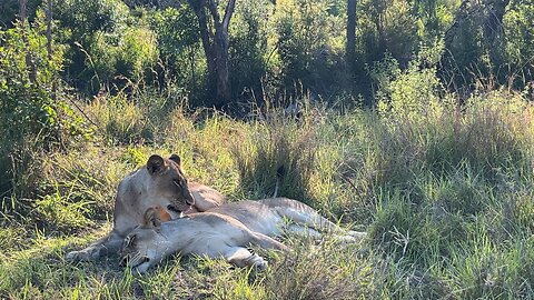 Lions grooming